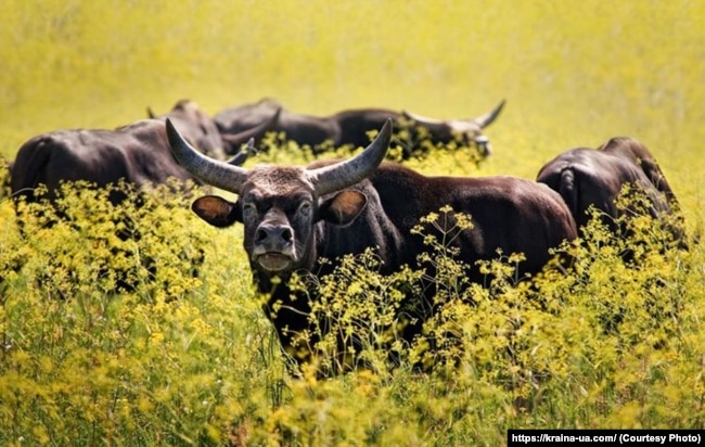 Черга до заповідників в окупантів дійшла от фактично у 2023 році