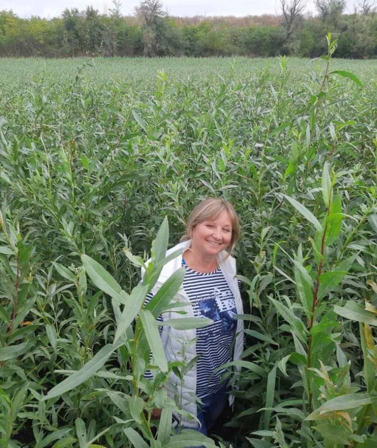 На дні водосховища проростають молоді верби