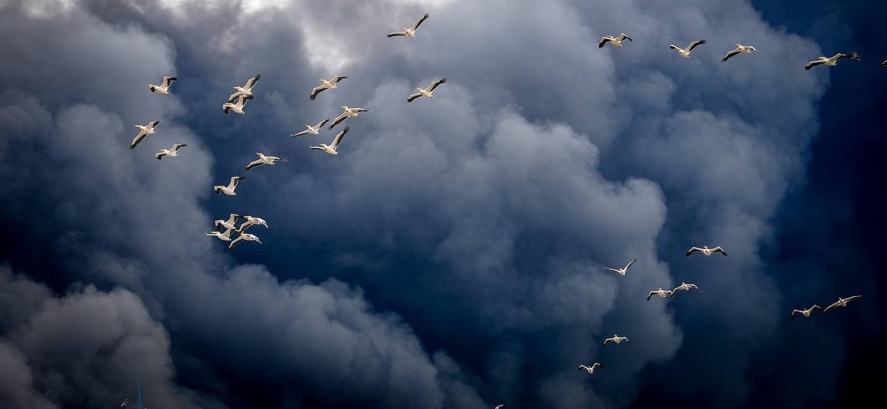 Пелікани над Херсоном та Одещиною: червонокнижні птахи не мають спокою під час війни