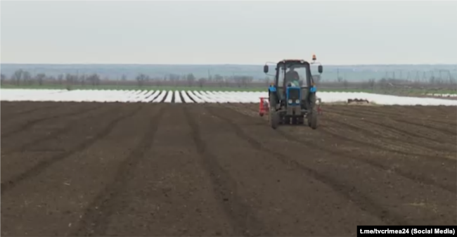 Сівба цибулі італійського сорту «Соня» у фермерському господарстві біля села Березівка, Крим, березень 2024 року