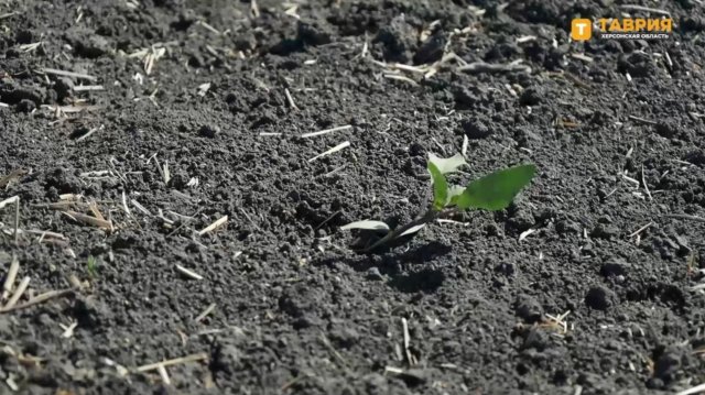 В окупованій Іванівці через посуху потріскалась земля