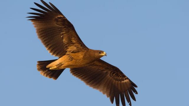 Птахи почали облітати Україну через війну