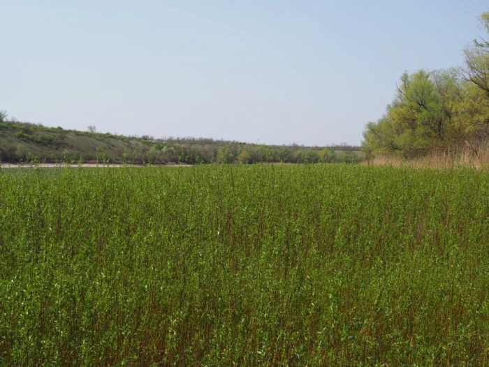 Зарості верби на колишньому дні Каховського водосховища. Фото: Іван Мойсієнко Зарості верби на колишньому дні Каховського водосховища. Фото: Іван Мойсієнко