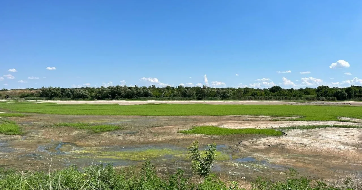 Відновлюються річки, нові місця заростають лісом. Що відбувається зараз на дні колишнього Каховського водосховища