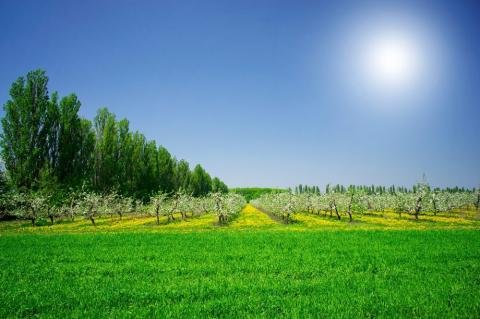 На Херсонщині відновлюють сади після деокупації