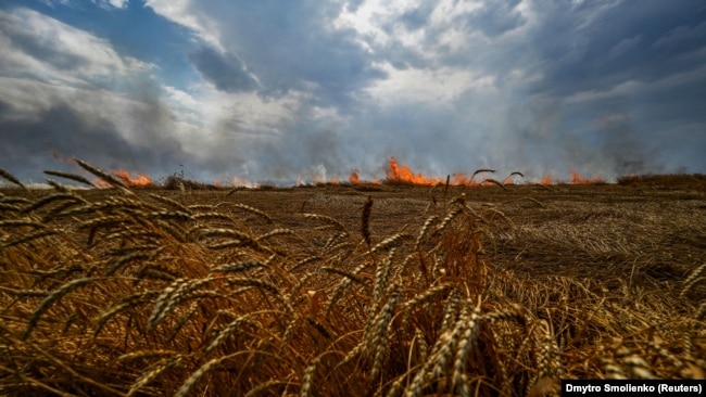 Біля лінії фронту на адміністративній межі між Запорізькою і Донецькою областями палає пшеничне поле, липень 2022 року