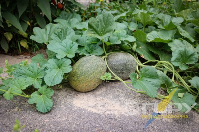 Кавуни на асфальті виросли у Херсоні