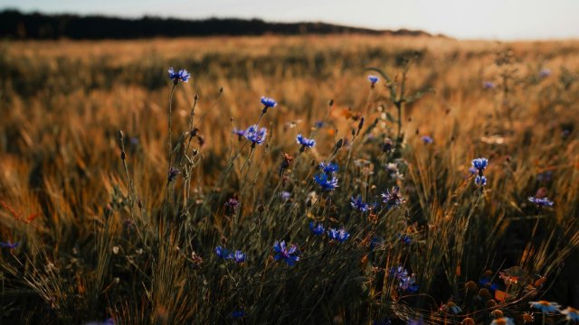 Якою буде погода на Херсонщині 24 липня