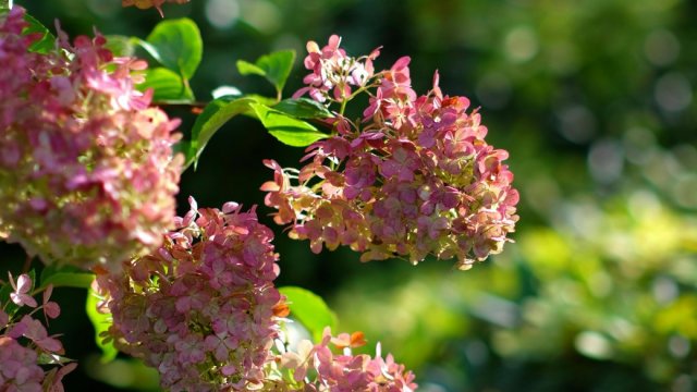 Якою буде погода на Херсонщині 23 липня