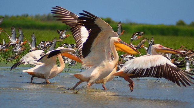 На Херсонщині через обстріли зникають деякі види птахів