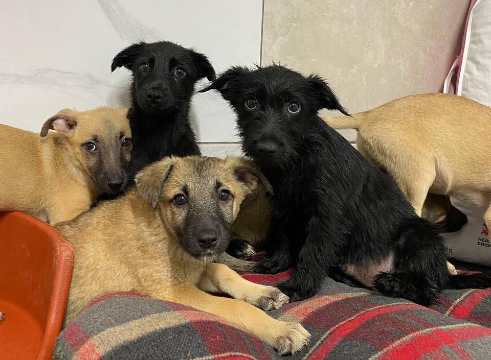 На Київщині завершують будівництво модульних будиночків для собак, врятованих на Херсонщині