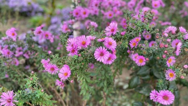 На Херсонщині 4 жовтня синоптики прогнозують туман