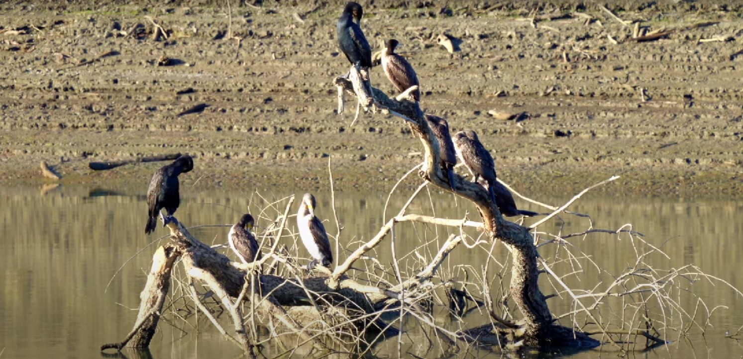 На окупованому півдні України масштабна посуха: міліють найбільші водосховища і зникають річки