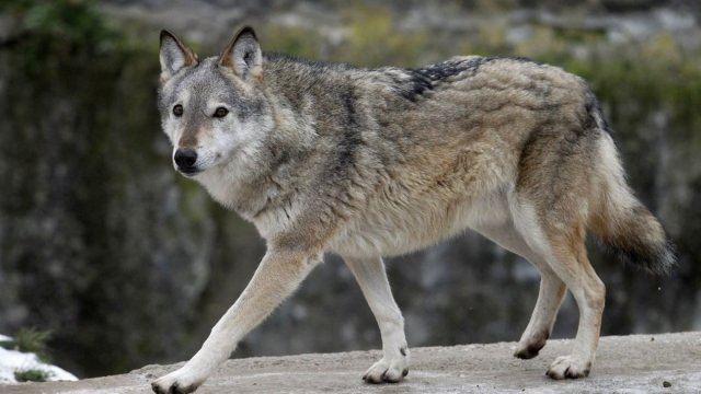 У Давидовому Броді на Херсонщині ввели карантин через сказ