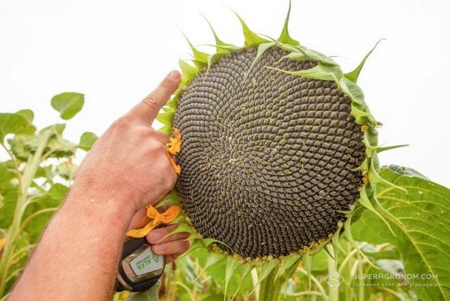 Найдорожчою у собівартості вирощуванні сільгоспкультур на Херсонщині залишається логістика