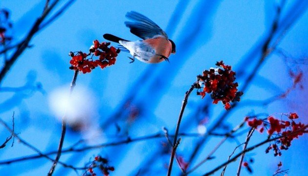 Початок тижня в Україні буде переважно сухим і холодним