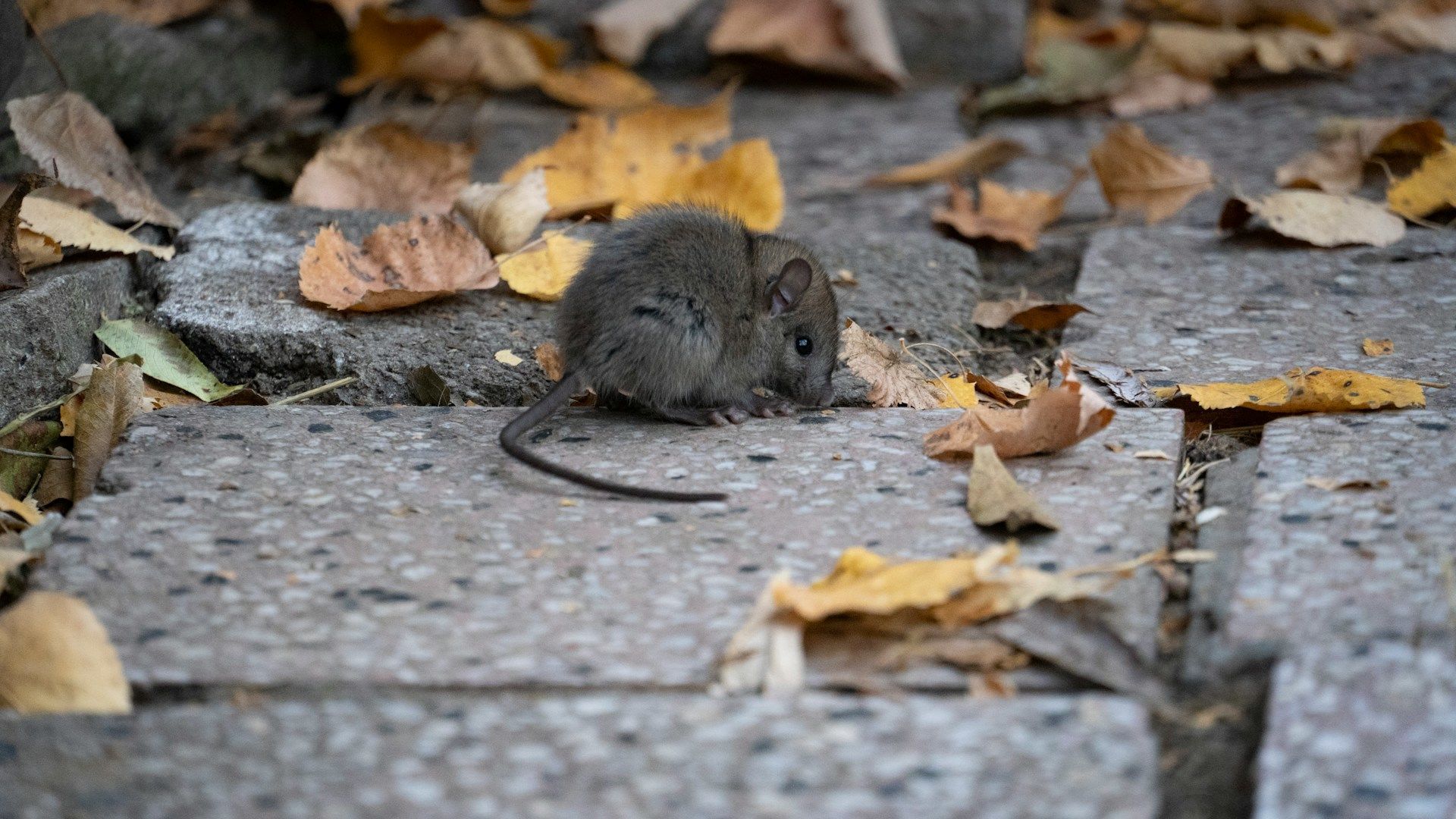 Яке сьогодні, 3 листопада, свято – все про цей день, яке церковне свято, що не можна робити
