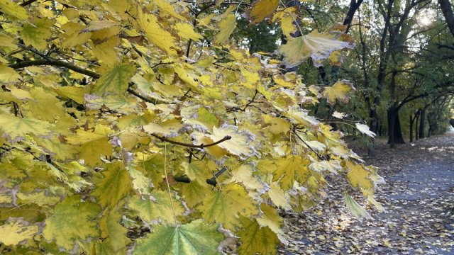 Пориви вітру до 20 метрів на секунду. Якою буде погода на Херсонщині 2 листопада