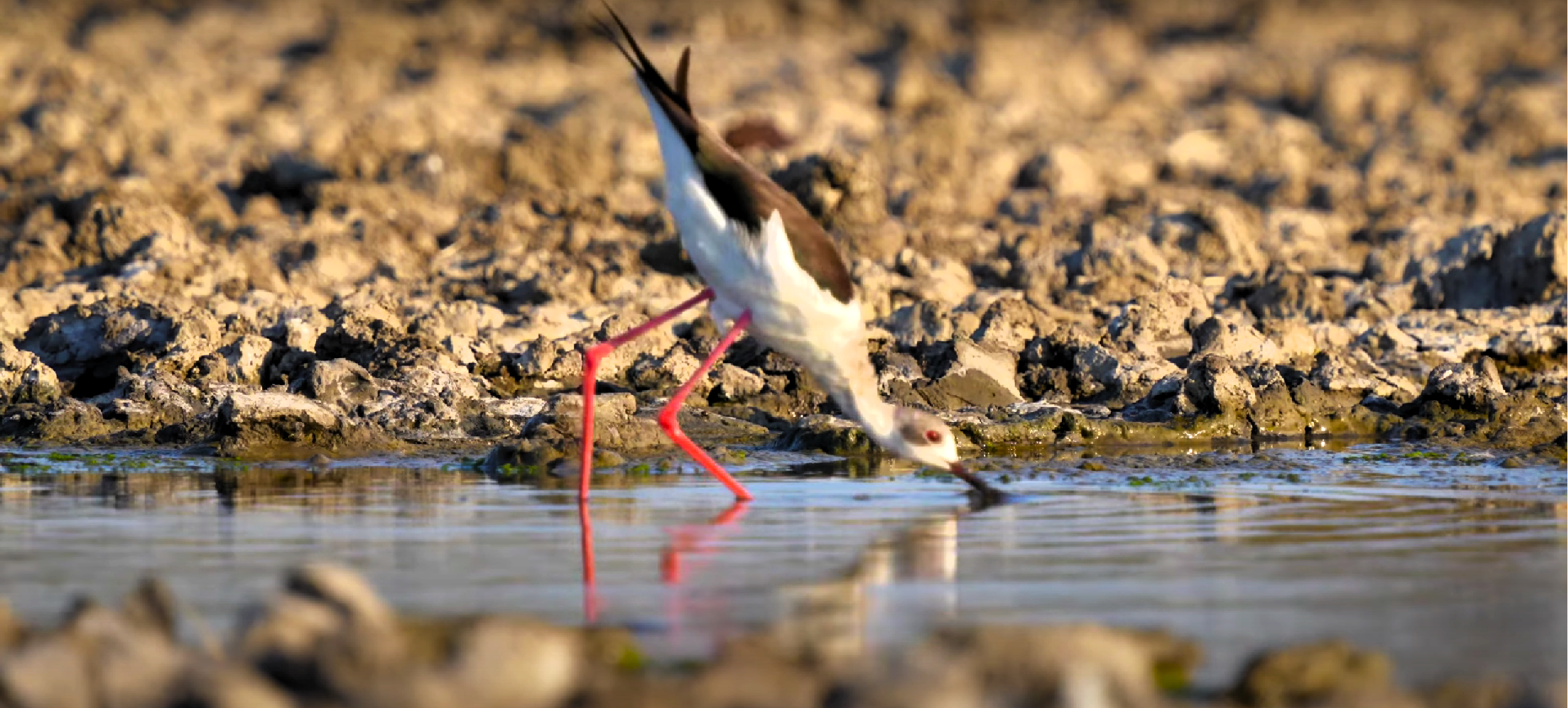 У Криму та Приазов’ї внаслідок посухи склалась критична ситуація з водопостачанням