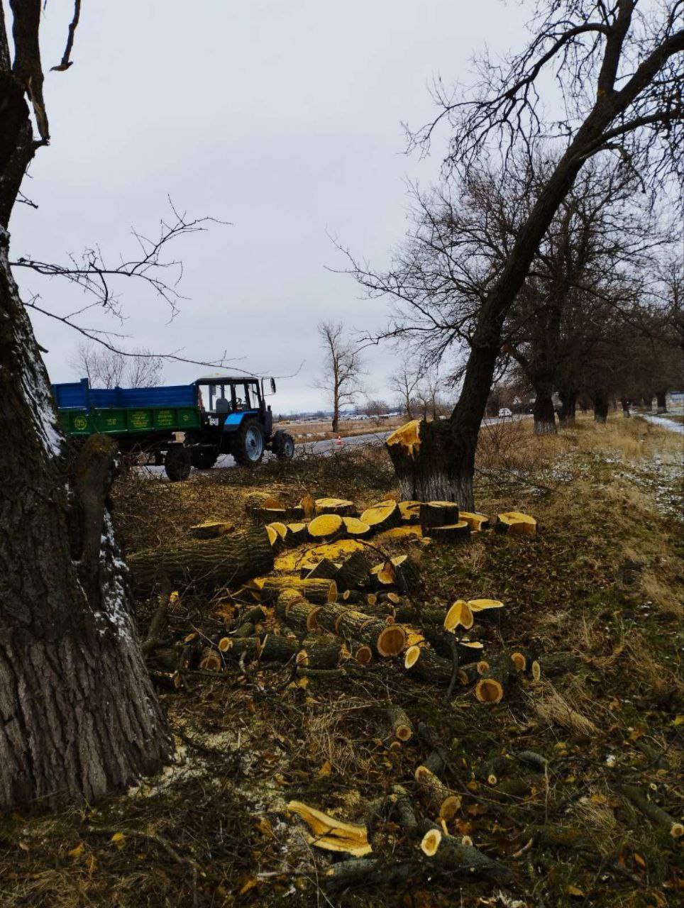 На окупованому лівобережжі масово знищують дерева
