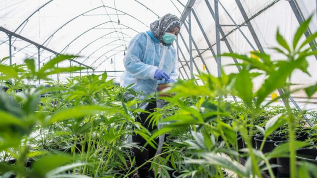 В одній з громад Херсонщини можуть розпочати вирощування медичного канабісу