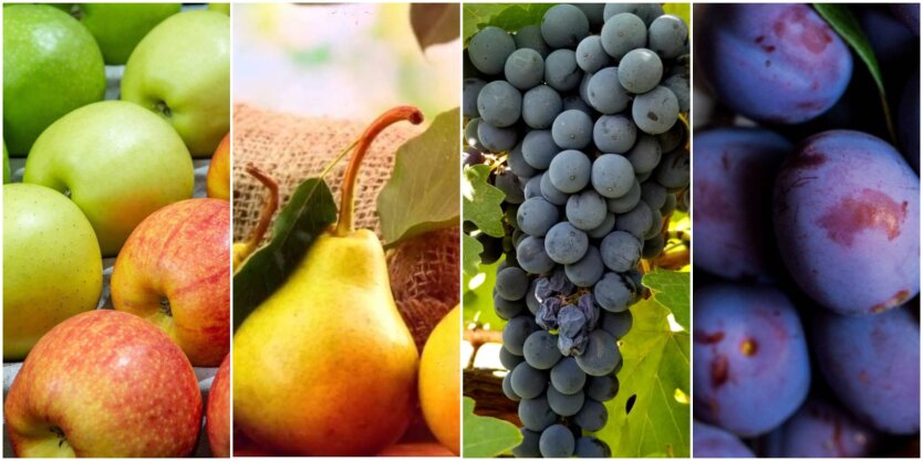 Ціни на фрукти злетіли на 80%: які позиції подорожчають ще більше