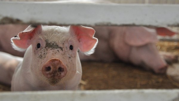 Спалах АЧС зафіксований на Херсонщині