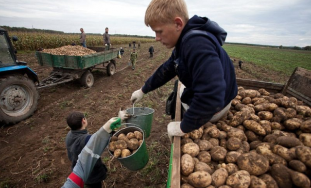 Школярів з лівобережжя Херсонщини залучатимуть до “Трудових загонів підлітків” для безплатної роботи на літніх канікулах
