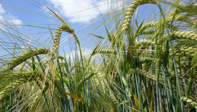 На Кіровоградщині відновили зернові сорти з Херсонщини, які були майже втрачені під час окупації