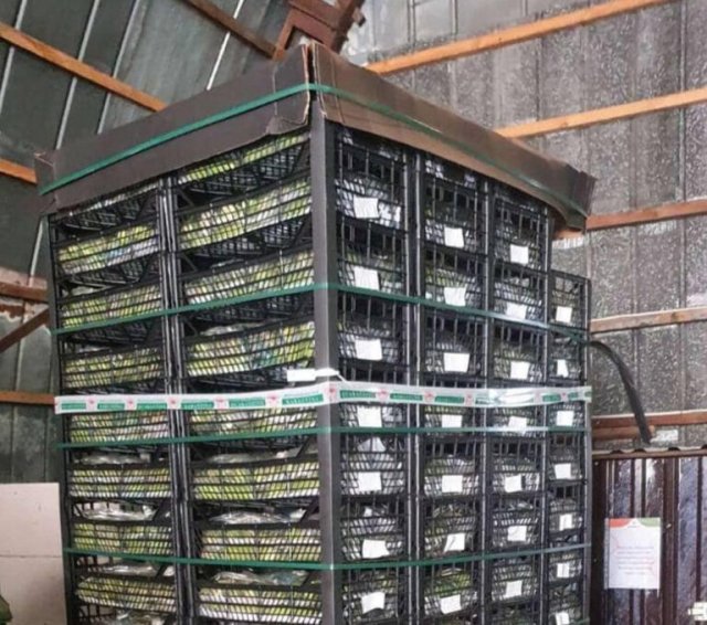 В Україну завезли небезпечні кабачки з Туреччини