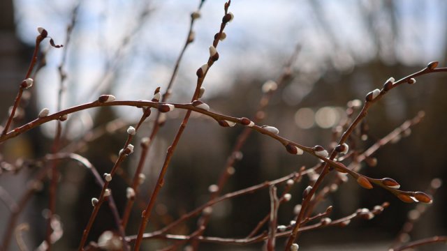 Вночі до 12° морозу: якою буде погода на Херсонщині 19 лютого