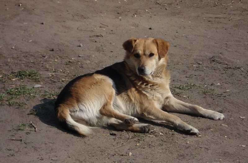 За стерилізацію безпритульних тварин у Херсоні місцевий підприємець отримає майже 200 тисяч