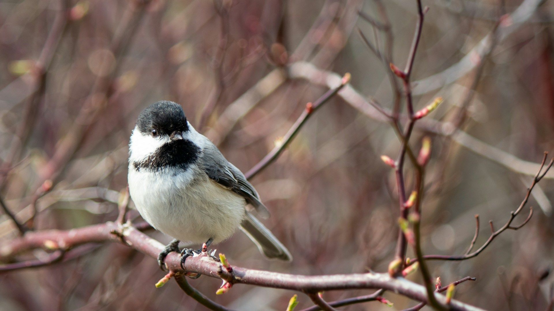 Яке сьогодні, 26 березня, свято в Україні: що святкують