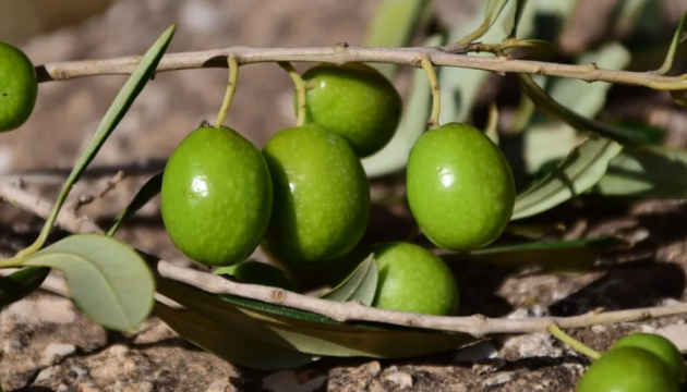 Оливкові плантації на Херсонщині: міжнародний проєкт TANAIS пропонує інвестиційну ідею