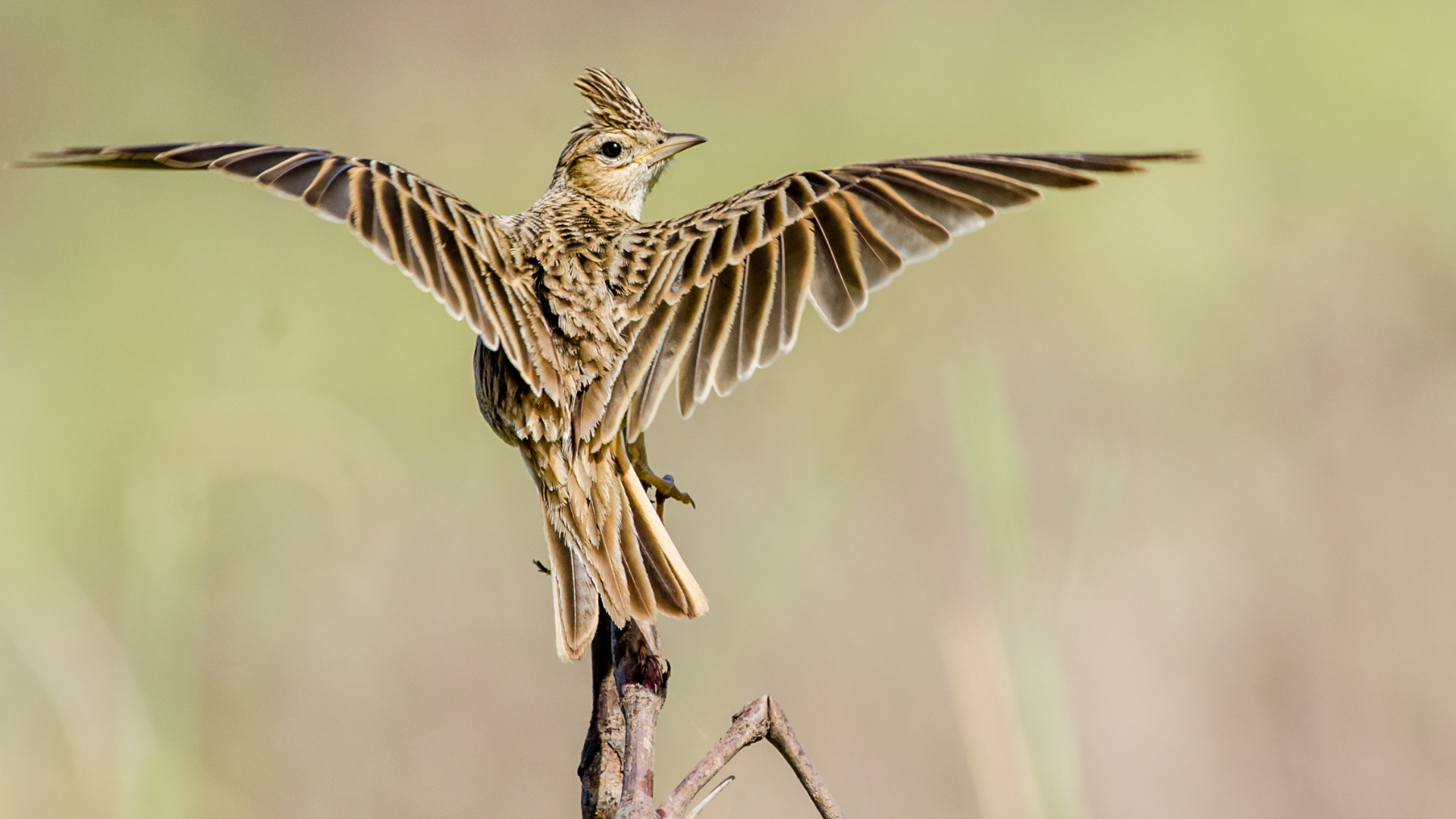 Яке сьогодні, 8 березня, свято – все про цей день, яке церковне свято, що не можна робити