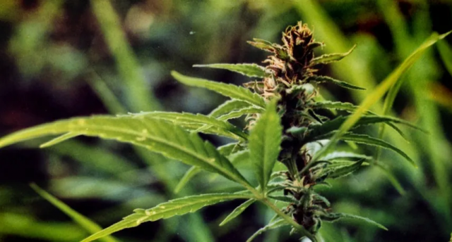 Українцям пропонують долучатись до вирощування конопель: Мінагрополітики запускає електронний сервіс