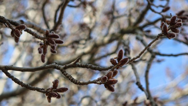 У Херсоні 12 березня зафіксували нові температурні рекорди