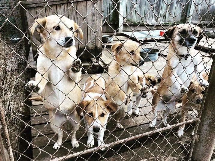 Жителька Каховки незаконно зареєструвала в російському державному реєстрі притулок для тварин