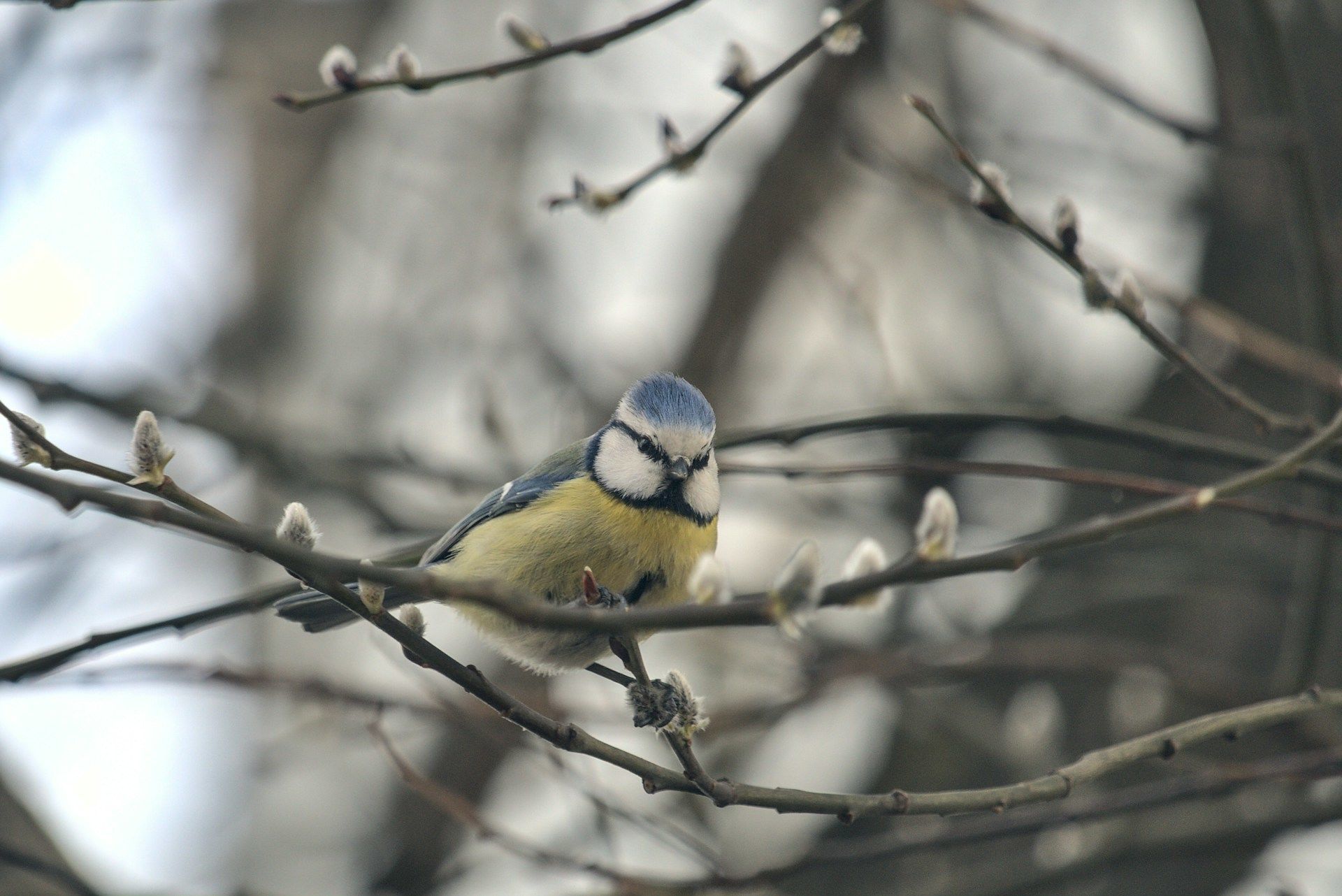 Яке сьогодні, 27 березня, свято в Україні: що святкують