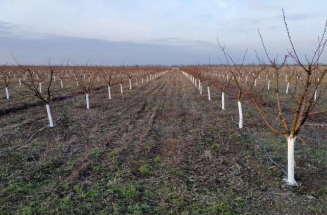 Фермер із Херсонщини відродив абрикосовий сад після окупації