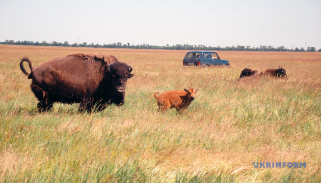 Екологи прокоментували інформацію про вбивство червонокнижного зубра в Асканії-Новій