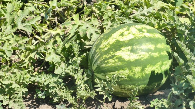 На Херсонщині цьогоріч вдвічі збільшать площі під овочі та баштанні культури