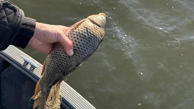 Нерест під час війни. Рибні запаси на Херсонщині визначити неможливо