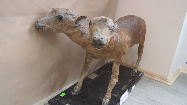 На Прикарпаття привезли двоголове теля з Херсону