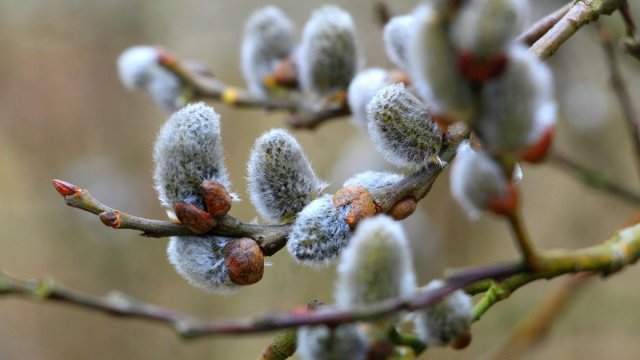 13 березня у Херсоні зафіксували два температурні рекорди