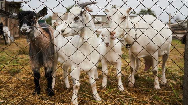 Як переселенці з Донеччини відроджують козину ферму на Херсонщині