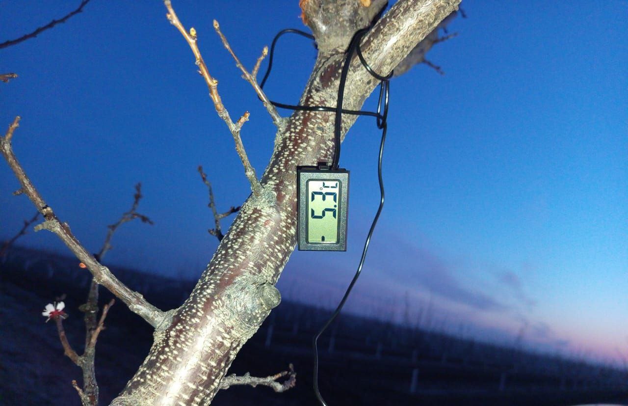 На Херсонщині через квітневі морози постраждав врожай абрикосів