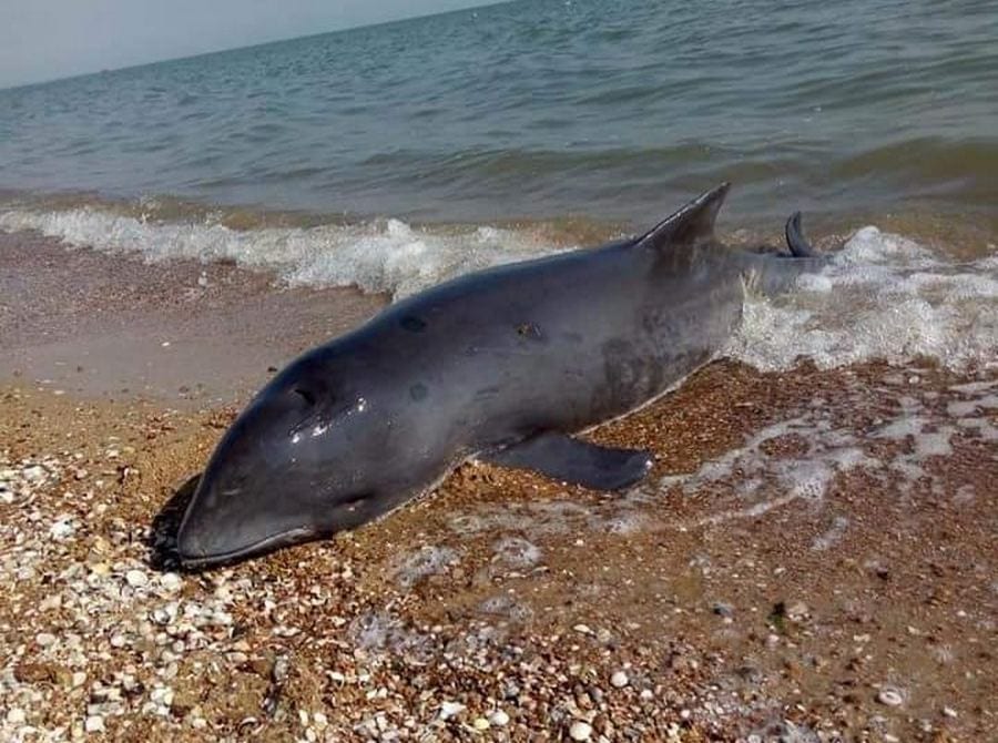 В Азовському морі фіксують масовий мор риби і крабів – ЦПД