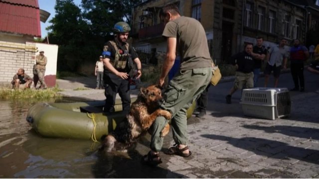 Померла Багіра — вівчарка, яку врятували після підриву Каховської ГЕС