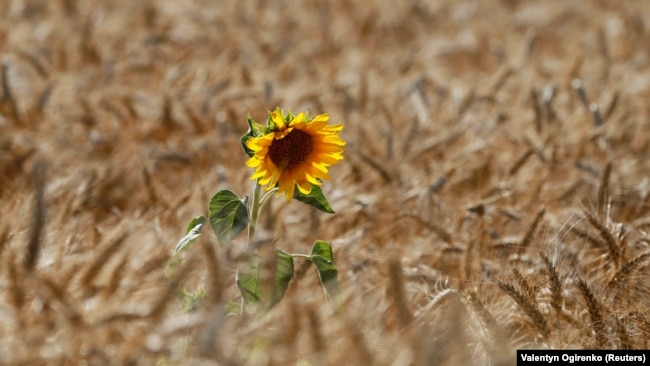 Росія вивезла з окупованих територій регіону мільйони тонн зерна і технічних культур – очільник Запорізької ОВА Іван Федоров, фото ілюстративне